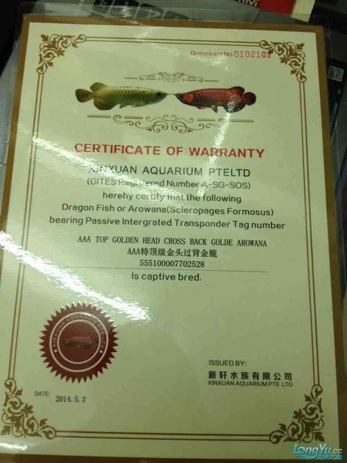 給我一些鑒別真假龍川龍魚的圖片示例，如何鑒別真假龍川龍魚