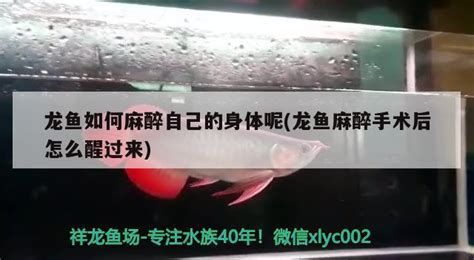 手術修復法對龍魚有副作用嗎？，手術修復法對龍魚有副作用嗎手術修復法對龍魚有副作用嗎