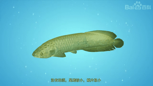 食用龍魚有哪些品種，食用龍魚有哪些品種,龍魚在原產(chǎn)地曾作為食用魚存在