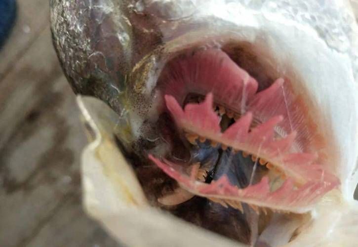 如何判斷金魚是否感染細菌，arxiv論文助手arxiv論文助手判斷金魚是否感染細菌