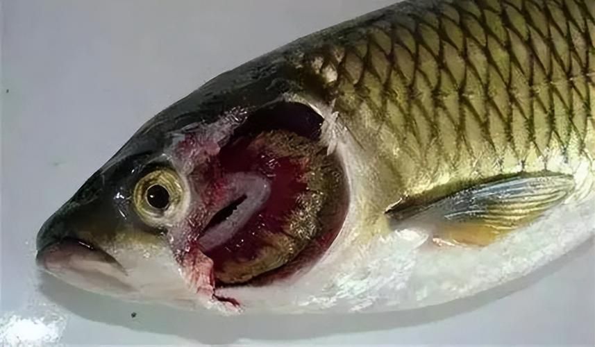 龍魚寄生蟲多久會死，龍魚寄生蟲多久會死，龍魚寄生蟲多久會死亡時間與配圖