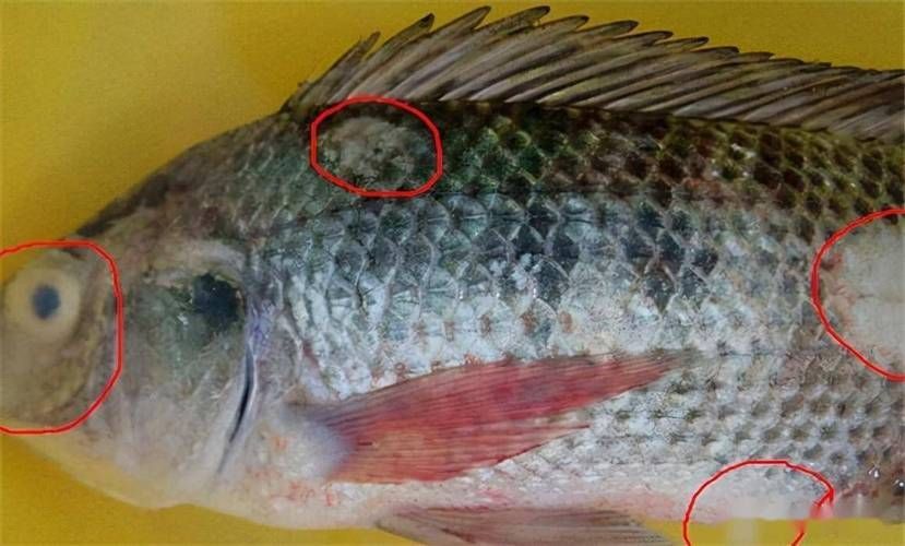 龍魚寄生蟲多久會死，龍魚寄生蟲多久會死，龍魚寄生蟲多久會死亡時間與配圖