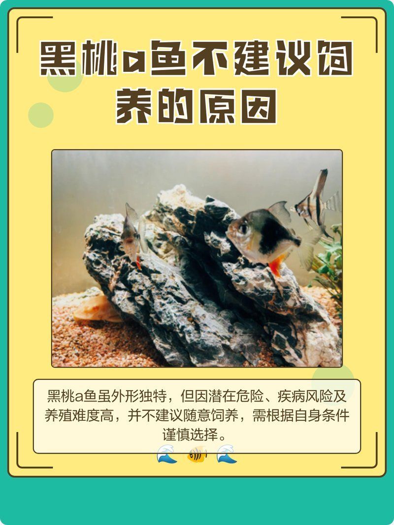 有哪些龍魚不適合與黑桃A混養(yǎng)，有哪些龍魚不適合與黑桃a混養(yǎng)