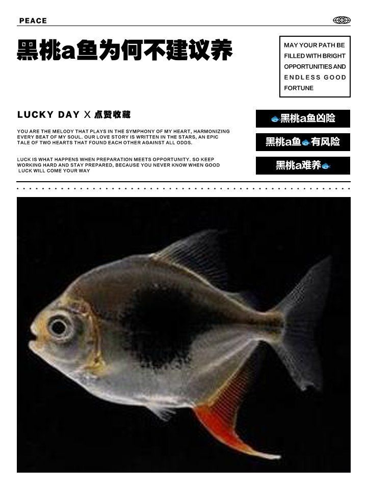 有哪些龍魚不適合與黑桃A混養(yǎng)，有哪些龍魚不適合與黑桃a混養(yǎng)
