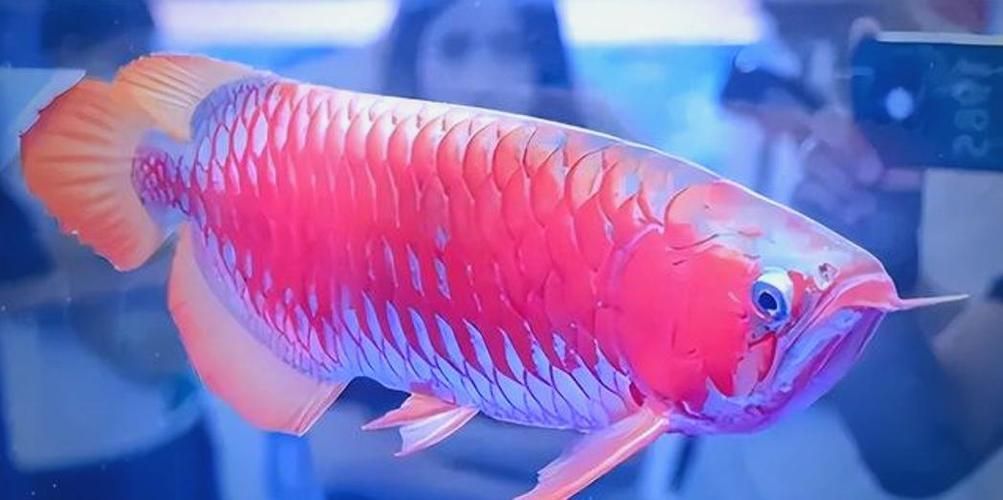 薊州龍魚的市場價格波動大嗎？，薊州龍魚市場價格波動大嗎薊州龍魚市場價格波動大嗎