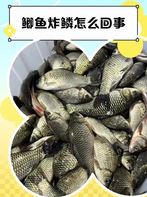 如何判斷魚炸鱗病是否好轉(zhuǎn)