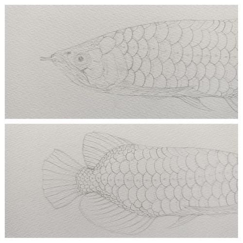 如何畫出逼真的深海龍魚簡筆畫效果？，如何作為逼真的深海龍魚