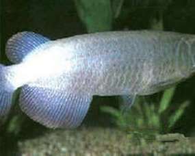 有哪些龍魚品種？，亞洲龍魚中哪個品種最名貴，亞洲龍魚品種對照表