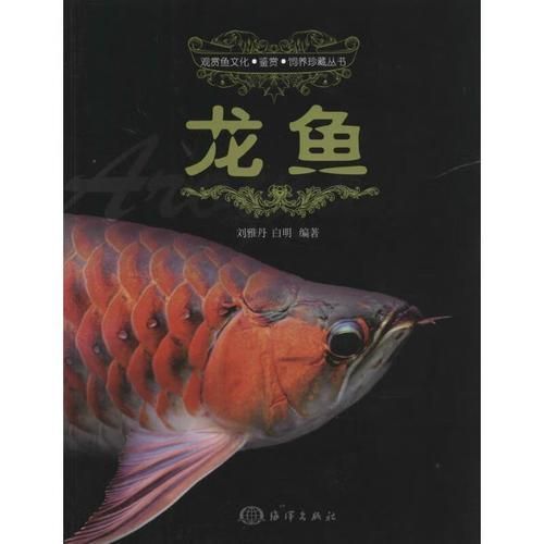 《龍魚》的作者還有哪些作品，《龍魚》一書的主要內容是什么劉雅丹與白明還有哪些合作作品