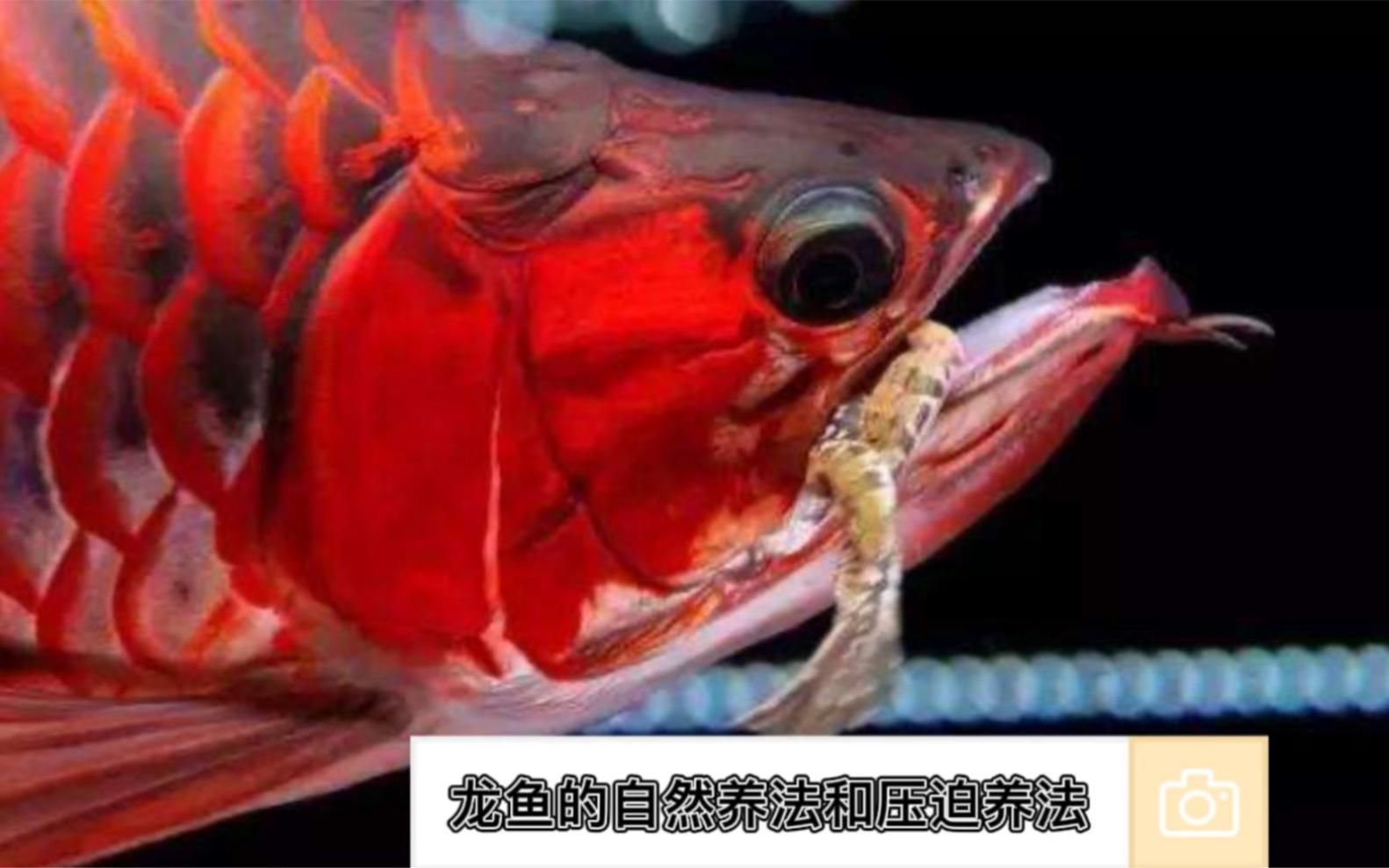 有哪些方法可以減少龍魚的壓力，如何減少龍魚壓力