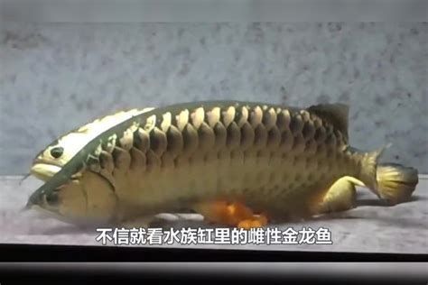 金龍魚腹部鼓凸的圖片，金龍魚腹部鼓凸怎么辦