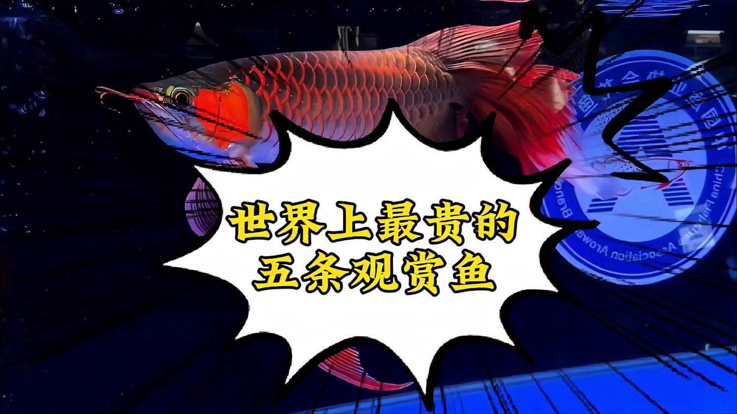 有哪些觀賞魚品種具有投資價值，什么樣的觀賞魚具有投資價值？