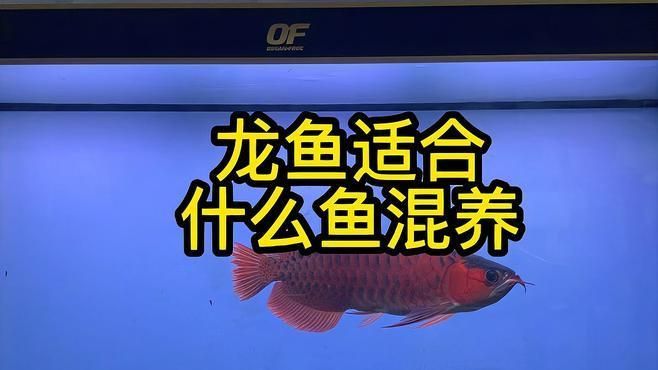 有哪些龍魚組合被嘗試過，龍魚混養搭配速查表