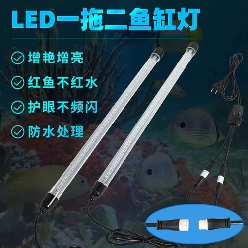 如何降低龍魚的飼養(yǎng)成本？，如何降低龍魚的飼養(yǎng)成本