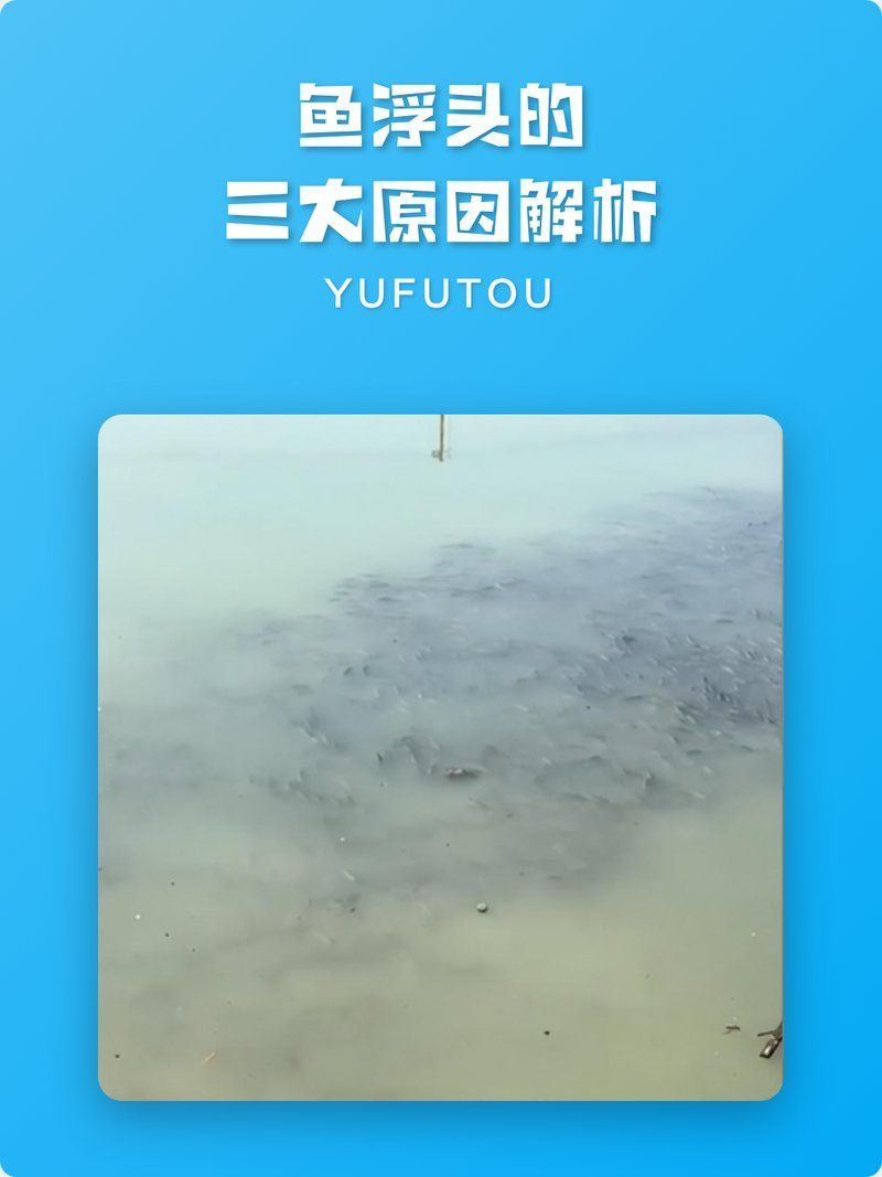 魚浮頭后如何恢復，魚浮頭后如何恢復健康狀態(tài)，魚浮頭的三大原因解析