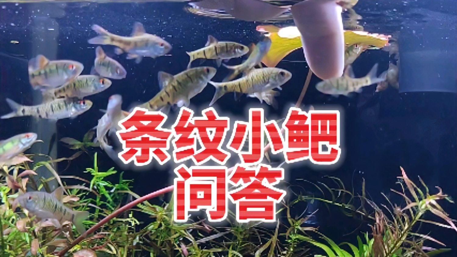 有哪些魚類適合南方魚缸，南方家庭魚缸養殖技巧