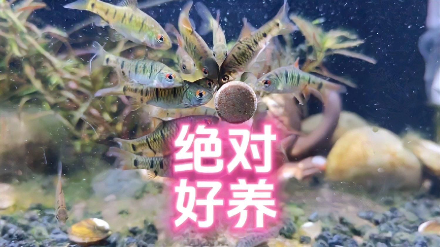 有哪些魚類適合南方魚缸，南方家庭魚缸養殖技巧