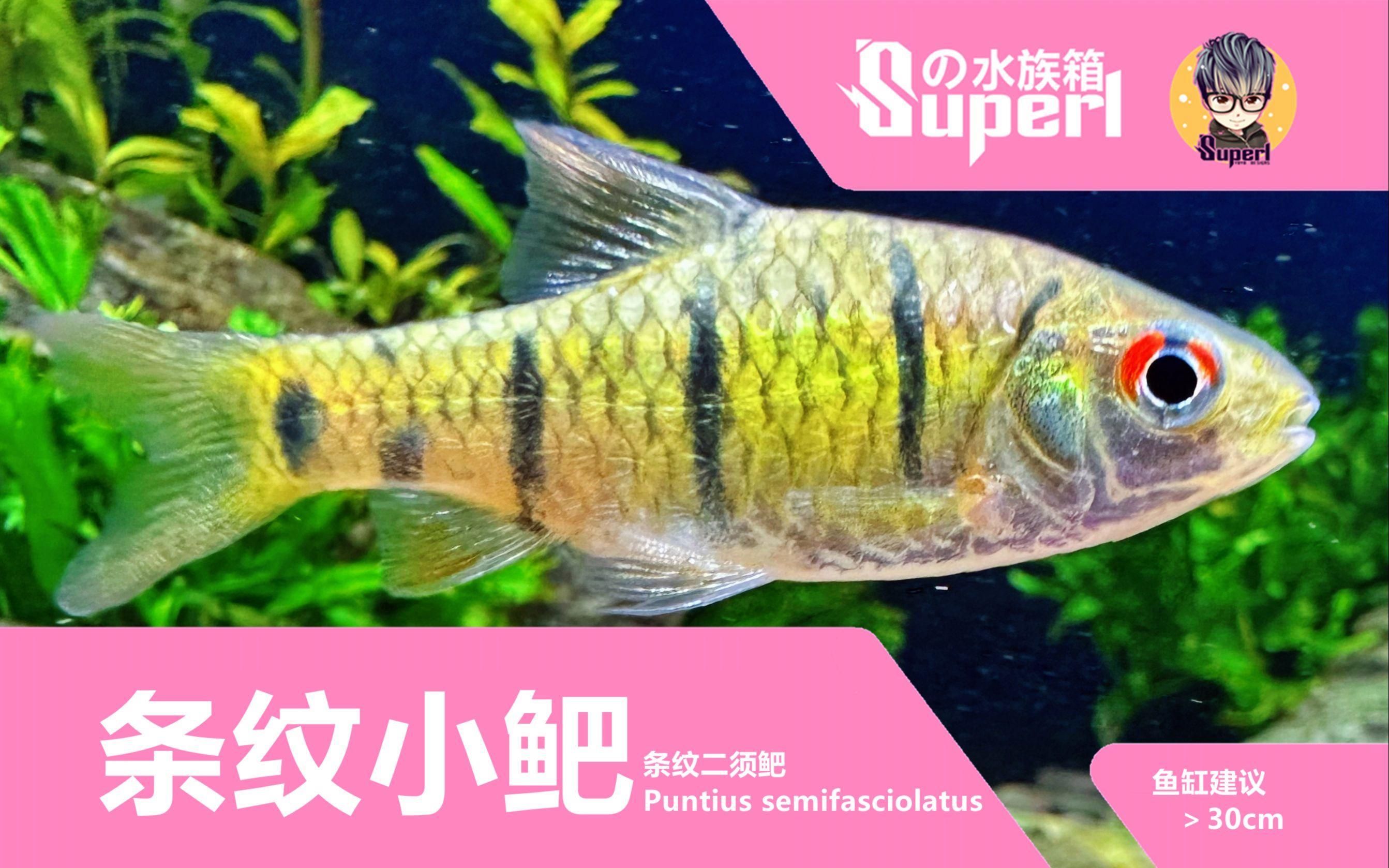 有哪些魚類適合南方魚缸，南方家庭魚缸養殖技巧