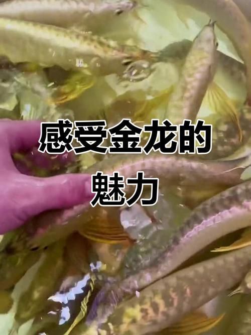 如何區(qū)分金頭金龍和古典金龍的價格，如何區(qū)分金頭金龍與古典金龍的價格