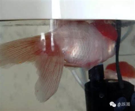 金魚魚鱗滲血，金魚魚鱗滲血,金魚鱗片滲血癥狀詳解與防治指南