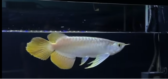 30公分頂級大湖白玉紅龍魚，30公分頂級大湖白玉紅龍魚&nbsp