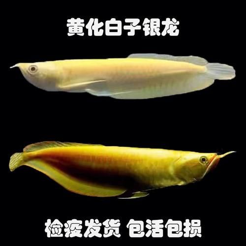 如何辨別白子黃化銀龍魚的真偽？，如何辨別白子黃化銀龍魚