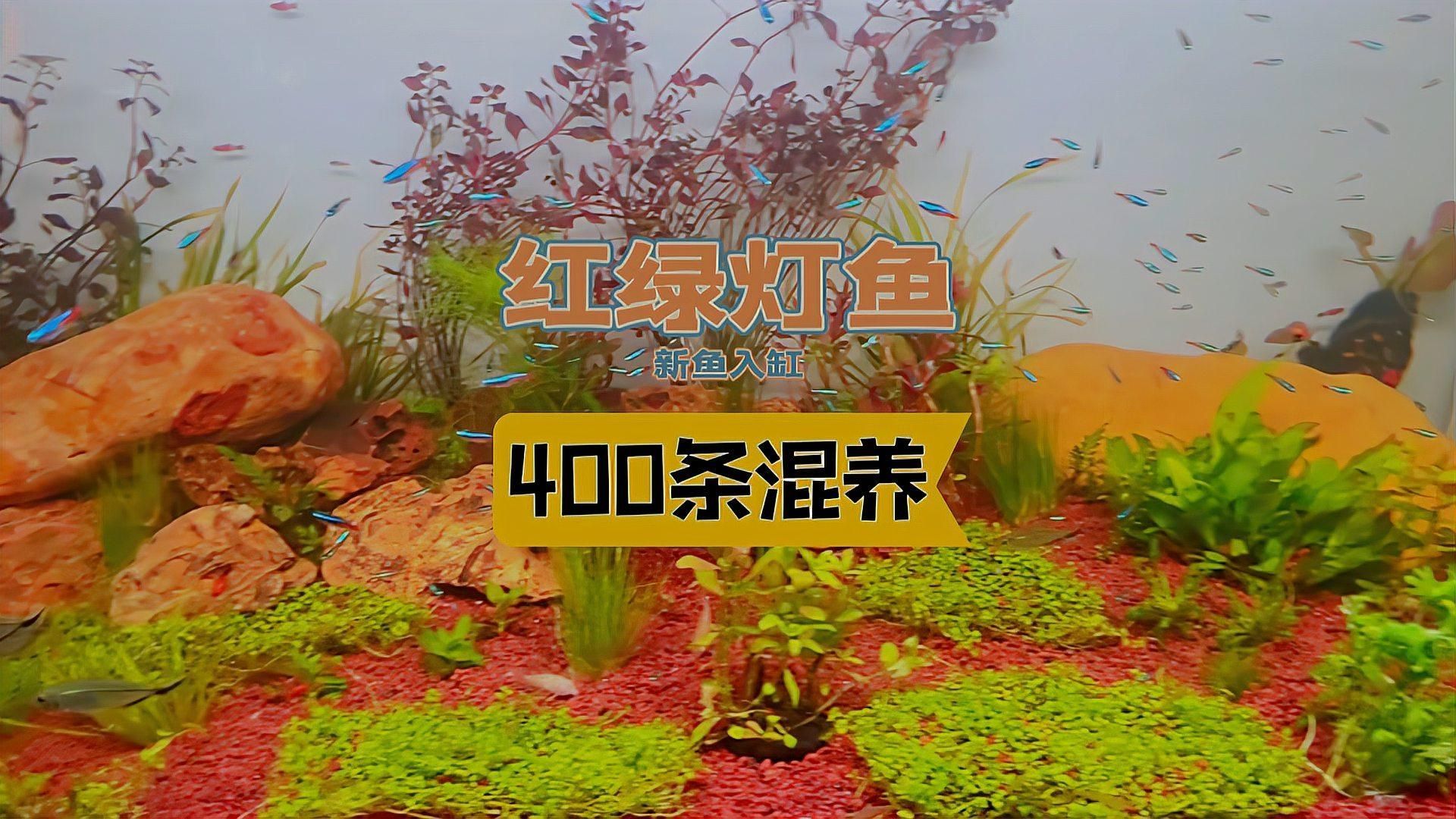 哪些魚適合與迷你鸚鵡魚混養，如何判斷迷你鸚鵡魚是否適應混養，有哪些魚類不適合與迷你鸚鵡魚混養