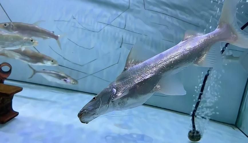 月光鴨嘴魚，月光鴨嘴魚moonlightduckbillcattylophorum