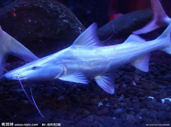 月光鴨嘴魚，月光鴨嘴魚moonlightduckbillcattylophorum