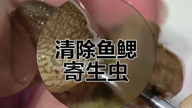 如何判斷魚缸是否需要?dú)⑾x，mcp工具列表中高致死魚缸是否需要?dú)⑾x的核心依據(jù)