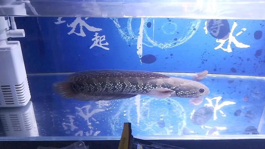月鱧的飼養(yǎng)方法有哪些，月鱧飼養(yǎng)方法詳解月鱧的飼養(yǎng)方法詳解