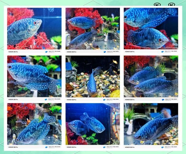 龍魚苗10元一只有哪些品種？，10元一只的龍魚苗有哪些品種10元一只的龍魚苗有哪些特征