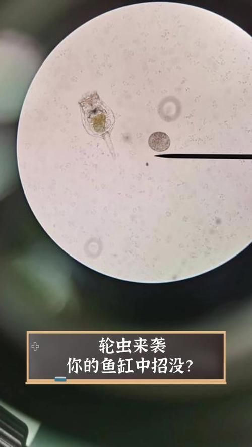 金魚寄生蟲有哪些種類，金魚寄生蟲的種類