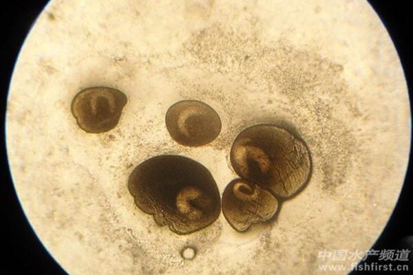 金魚寄生蟲有哪些種類，金魚寄生蟲的種類