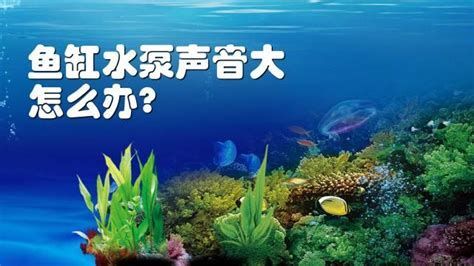 龍魚黑鱗最怕三個東西圖片，黑鱗龍魚最怕的三個東西