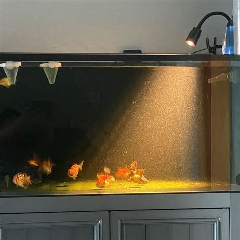 龍魚黑鱗最怕三個東西圖片，黑鱗龍魚最怕的三個東西