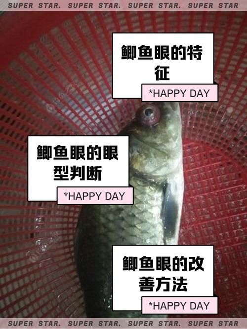 如何選購健康的元寶鯽？，如何選購健康元寶鯽