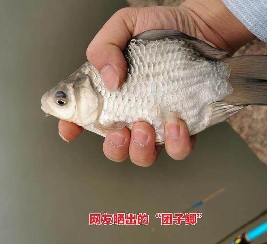 如何選購健康的元寶鯽？，如何選購健康元寶鯽