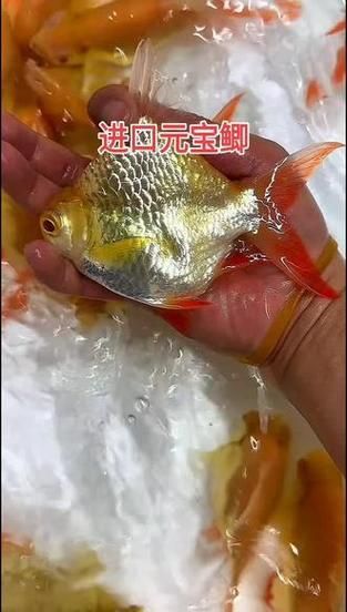 如何選購健康的元寶鯽？，如何選購健康元寶鯽