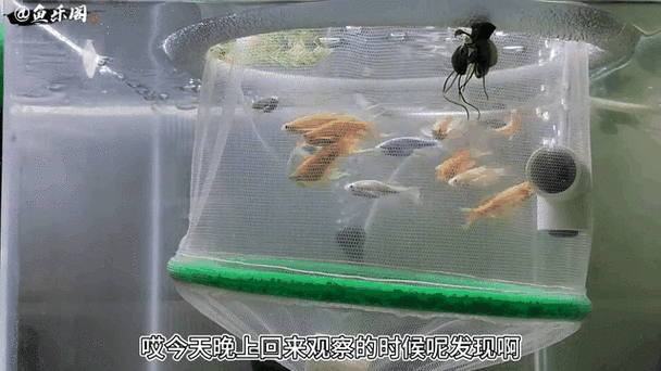 哪些魚類恢復(fù)速度最快，恢復(fù)速度最快的5種魚類