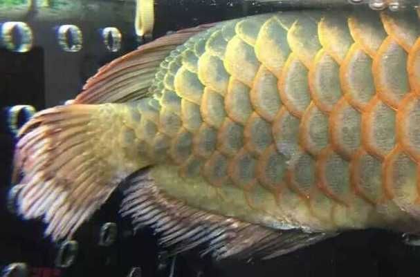 小型魚有哪些常見疾病，小型觀賞魚常見疾病實(shí)拍
