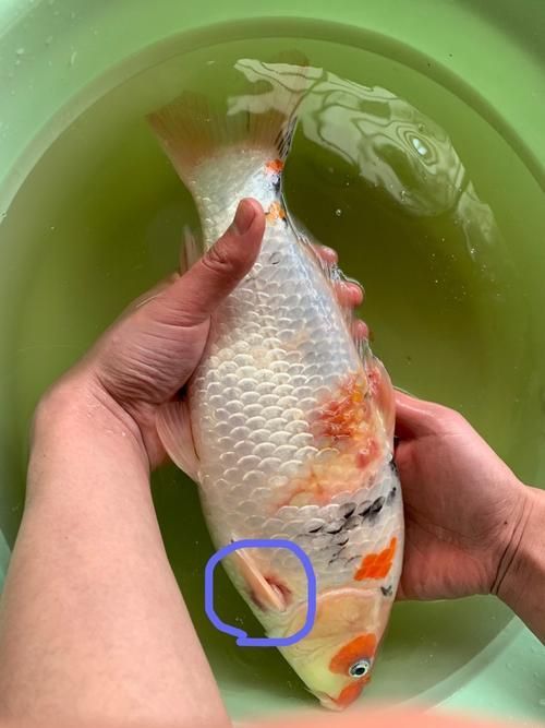 小型魚有哪些常見疾病，小型觀賞魚常見疾病實(shí)拍
