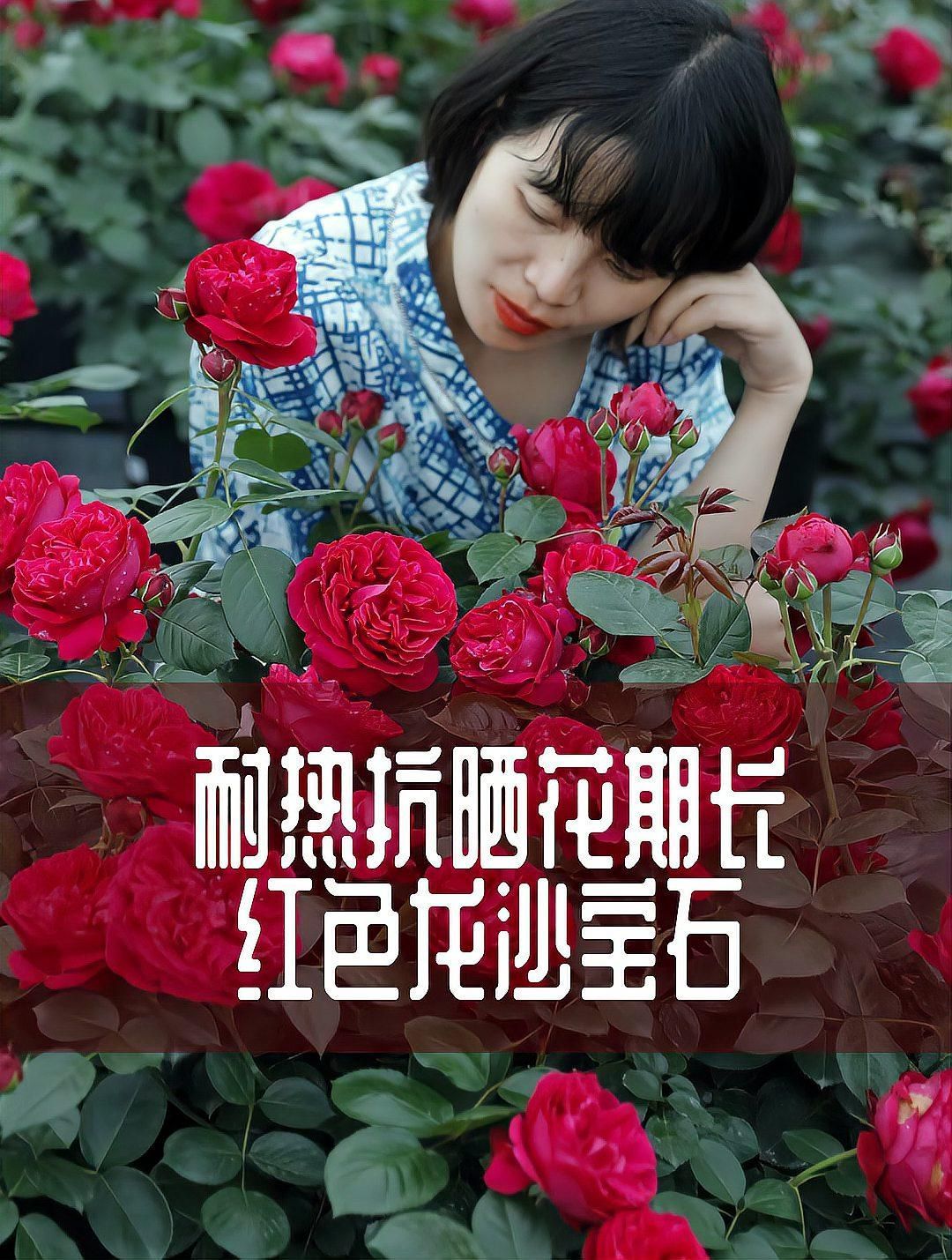 紅龍月季適合哪些地區種植，紅龍月季適合哪些地區種植,紅龍月季養護全記錄趣味玩家記
