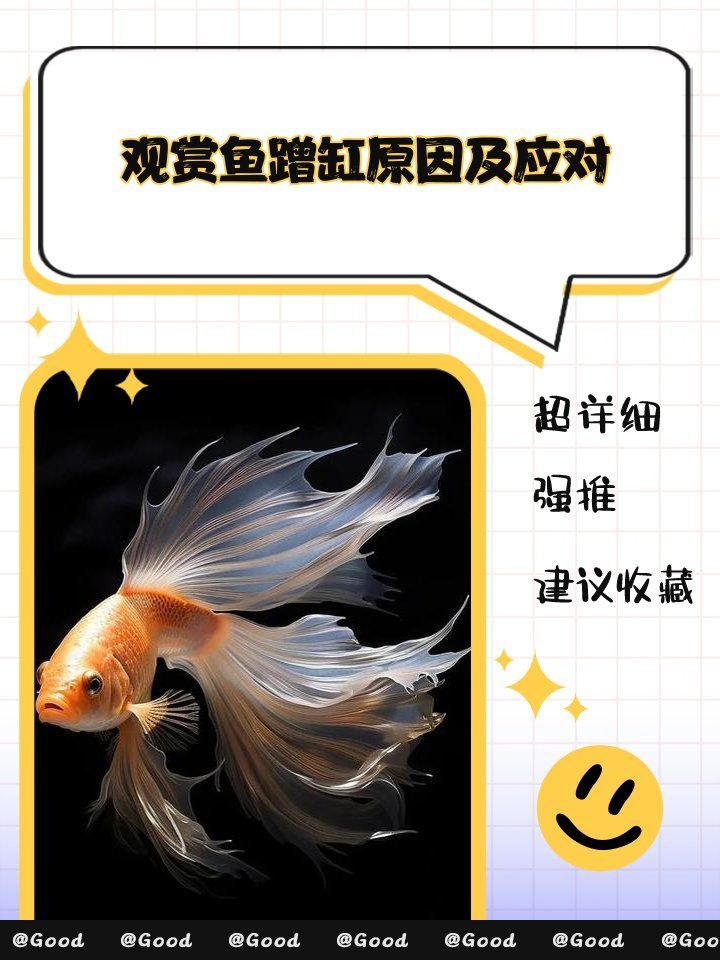 如何預防龍魚蹭缸行為？，如何科學預防龍魚蹭缸行為