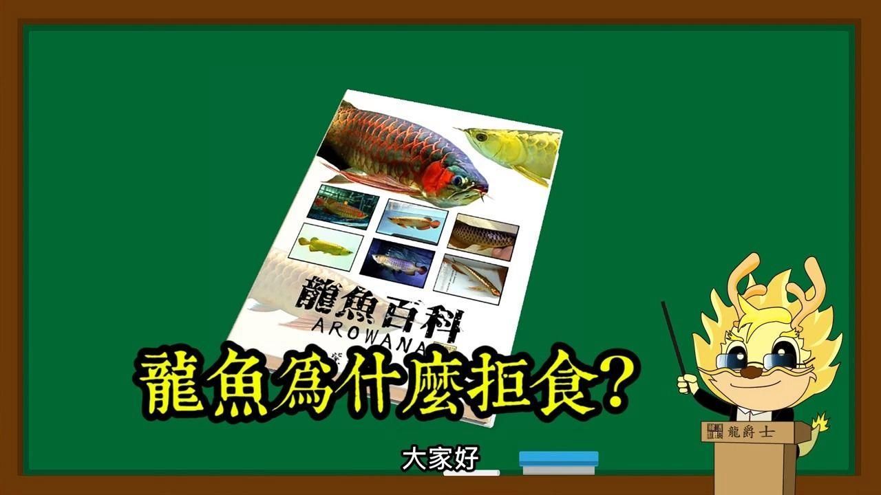 龍魚不進食會自愈嗎，龍魚不進食會自愈嗎龍魚不進食會自愈嗎