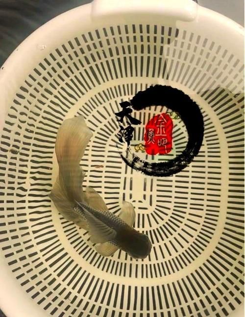 魚鰭充血圖片，魚鰭充血會自愈嗎