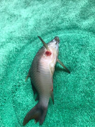 魚鰭充血圖片，魚鰭充血會自愈嗎