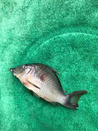 魚鰭充血圖片，魚鰭充血會自愈嗎