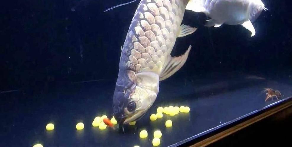 小火龍魚繁殖時需要準備什么？，小火龍魚的繁殖技術