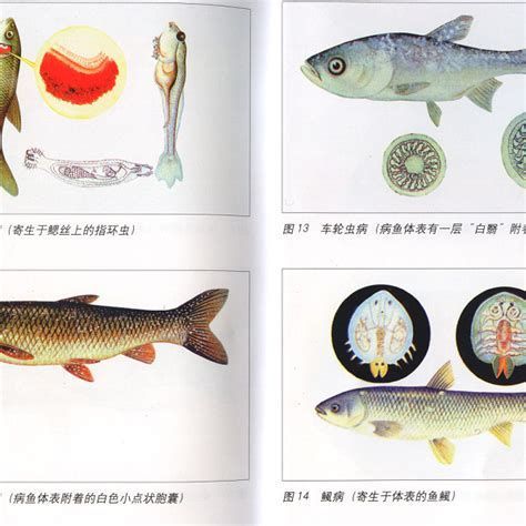金龍魚寄生蟲圖片